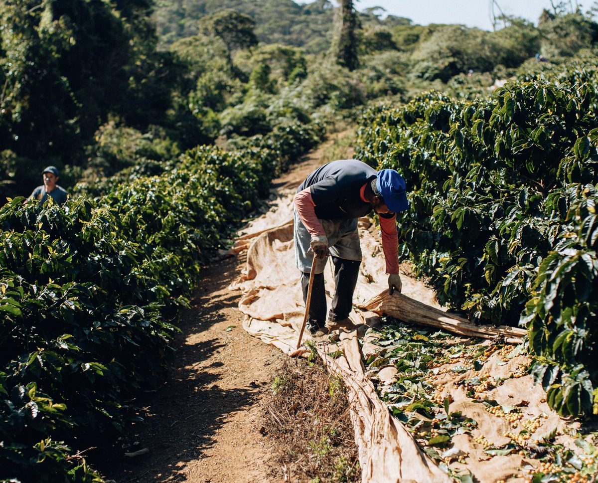 Coffee drying on raised beds between the rows at the farm